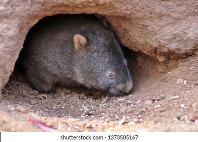 A Big Wombat Of Australian Wild Animals In The Hole