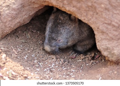 A Big Wombat Of Australian Wild Animals In The Hole