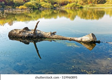 Big Wooden Log Floating On The Old Pond Surface In Fine Autumn Day, Blue Sky Reflected In The Water