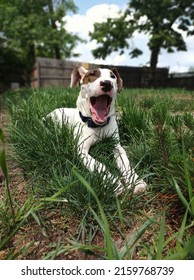 Big Yawn In The Sun