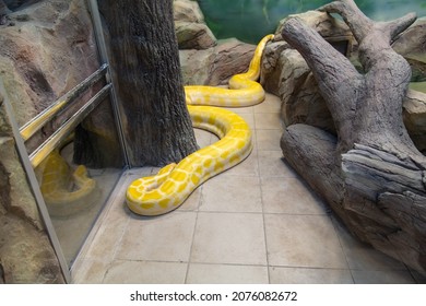 Big Yellow Anaconda In The Zoo.