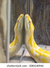 Big Yellow Anaconda In The Zoo.