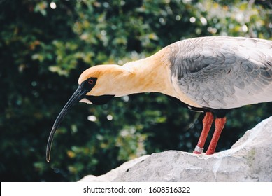 Big Yellow Bird With Long Beak