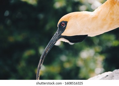 Big Yellow Bird With Long Beak