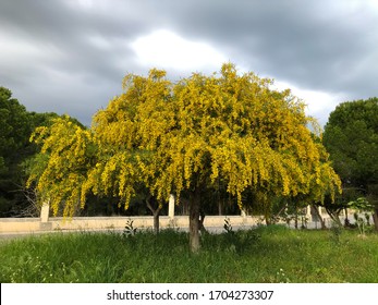 Big yellow blooming mimosa tree spring flowers acacia dealbata 