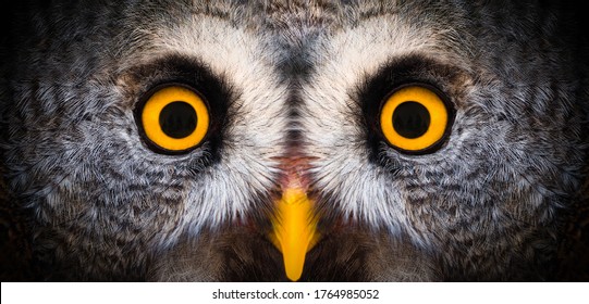 Big yellow eyes of a owl close-up. Great owl eyes looking at camera. Strigiformes nocturnal birds of prey, binocular vision - Powered by Shutterstock