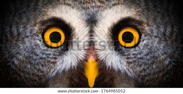 Big yellow eyes of a owl close-up. Great owl eyes\
looking at camera. Strigiformes nocturnal birds of prey, binocular\
vision