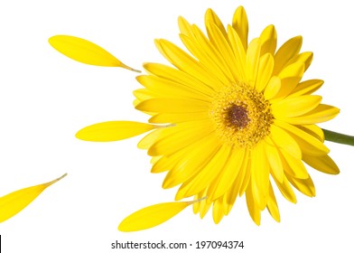 Flower Loses Petals Images, Stock Photos & Vectors | Shutterstock