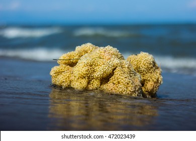 Big Yellow Sea Sponge Ashore.