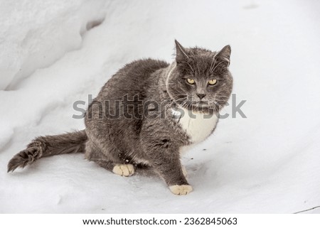 A big young gray cat with yellow eyes and a white chest sits in the snow and wags its tail. The cat is preparing to run away from the man, he is alert.
