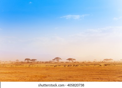 Big Zebras Herd In The Distance Of African Savanna