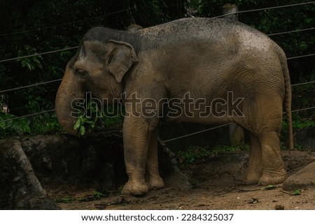Big zoo elephant eating lunch