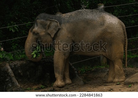 Big zoo elephant eating lunch.