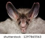 The big-eared woolly bat or (Peter