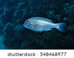 Bigeye emperor fish (Monotaxis grandoculis) underwater in the tropical reef of the red sea 