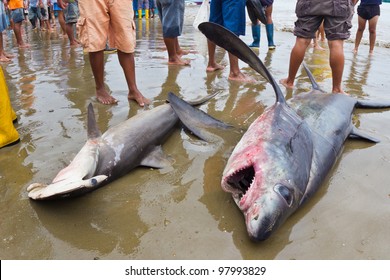 Bigeye Thresher Shark And Hammerhead Shark Landed On Beach By Fishermen In Puerto Lopez, Ecuador