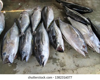 Bigeye Tuna ( Thunnus Obesus )                           