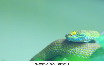 Big-eyed pit viper