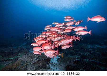 Bigeyed red snapper family is wondering around in the morning
