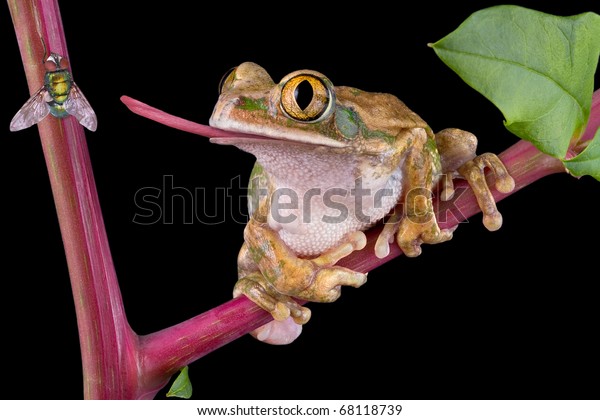 大きな目をしたカエルが舌でハエを捕まえようとしている の写真素材 今すぐ編集