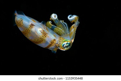 Bigfin Reef Squid