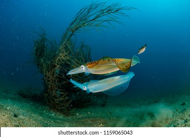 Bigfin Reef Squid