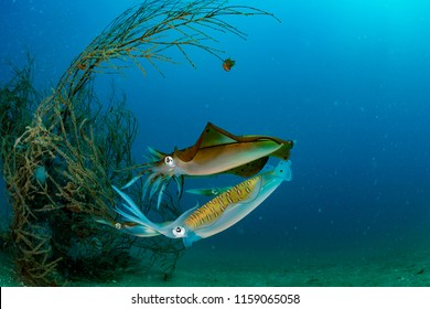 Bigfin Reef Squid