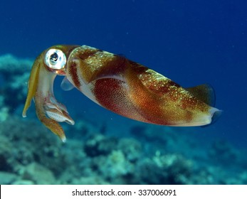 Bigfin Reef Squid