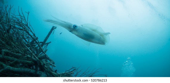 Bigfin Reef Squid