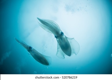 Bigfin Reef Squid