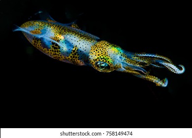 Bigfin Reef Squid