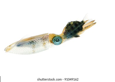 Bigfin Reef Squid