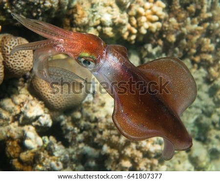 Bigfin reef squid