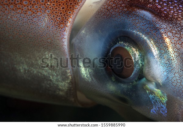 Bigfin Reef Squid Closeup Canakkale Turkey Stock Photo 1559885990 ...