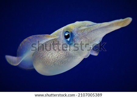 Bigfin Reef Squid Floating in the Blue