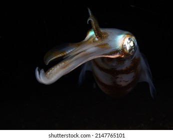 Bigfin Squid At Night Glowing Up