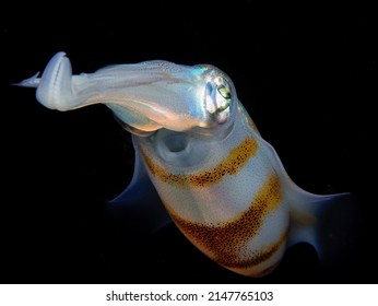 Bigfin Squid At Night Glowing Up