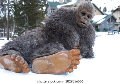  Bigfoot Sasquatch Is Chillin In The Snow.                              