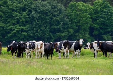 A bigger heard of white black and brown cow heifers and calves observing a group of people