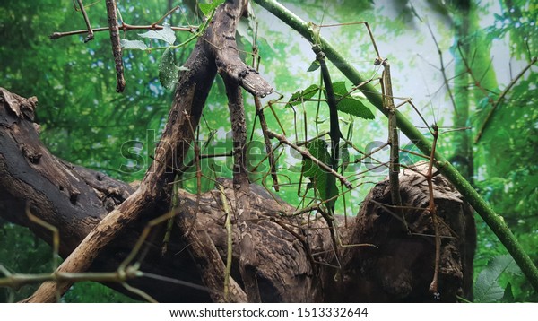 世界最大の虫 ファスマトデア ツバメの近親種 ペット カモフラージュ 木の枝の自然の生息地 の写真素材 今すぐ編集