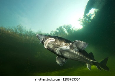 The biggest fish Beluga, Huso huso swimming in the river. Underwater photography. Freshwater fish sturgeon swimming in the nature. Fish in tank. Nice background. Live in the sea. Great Sturgeon.