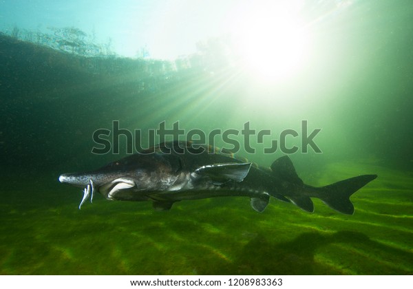 The biggest fish Beluga, Huso huso swimming in\
the river. Underwater photography. Freshwater fish sturgeon\
swimming in the nature. Fish in tank. Nice background. Live in the\
sea. Great Sturgeon.