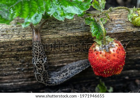 The biggest leopard slug crawls away after eating strawberries. Selective focus.  