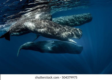 Biggest Predators In The World In Blue Ocean. Pod Of Sperm Whales Swimming Off The Coast Of Sao Miguel Azores