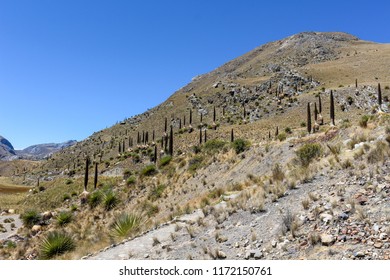 The Biggest Specie Of Bromeliad, Named Puya Raimondii. Ancash, Peru