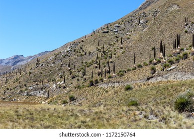 The Biggest Specie Of Bromeliad, Named Puya Raimondii. Ancash, Peru