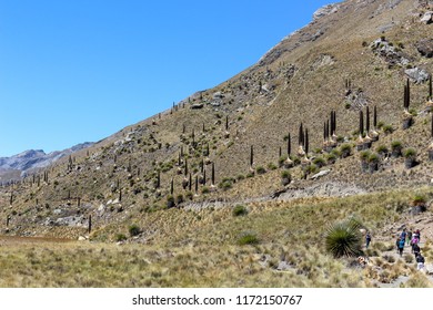 The Biggest Specie Of Bromeliad, Named Puya Raimondii. Ancash, Peru