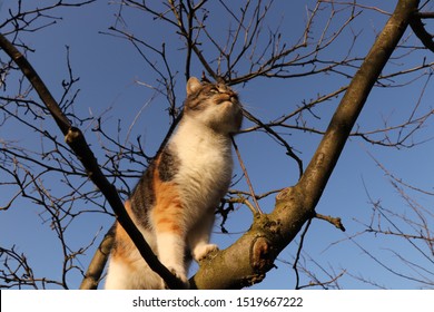 Biggest traveler who mainly uses tree branches for transfer from point A to point B. Adorable and lovely domestic cat walks on branchs and tries found some birds for eats.