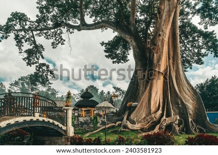 Biggest tree Bali Bayan Ancient Tree - 700 years old tree on background traditional Hindu temple and blue cloudy sky.  Ubud Bali Indonesia