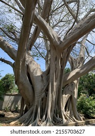 Biggest Tree Beside The Road